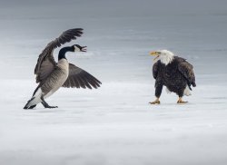 Angry Canadian Goose Meme Template