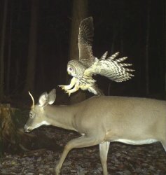 hunter owl Meme Template