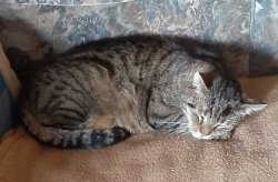Boy cat Meme Template