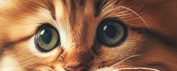 meow Meme Template
