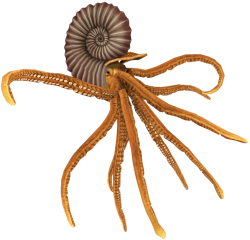 Ammonite (JWTG Design) Meme Template