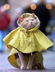 Raincoat cat Meme Template