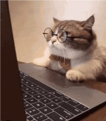 Computer cat Meme Template