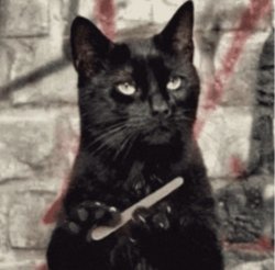 Cat filing nails Meme Template