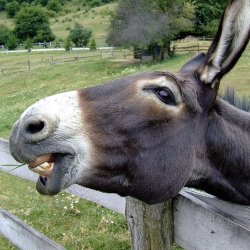 Donkey Ass Meme Template