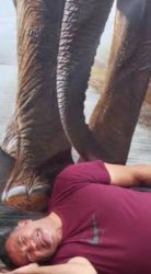 Elephant Meme Template