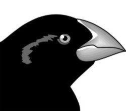 Beak Depth Bird Meme Template