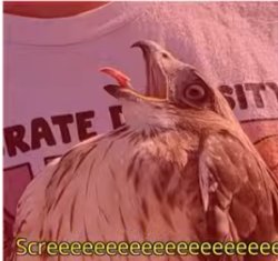 Screeeeeeeeeeeeeeeeee bird Meme Template