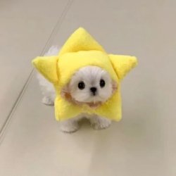 cutey Meme Template