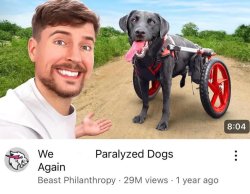 WE PARALYZED DOGS AGAIN Meme Template