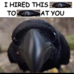 HIRED HIRD TO BIRD AT YOU Meme Template