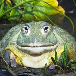 bullfrog Meme Template