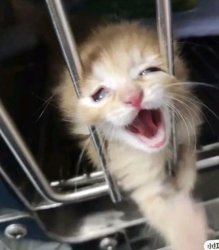 Kitten Meme Template