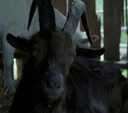 Wouldst Thou 2 Meme Template