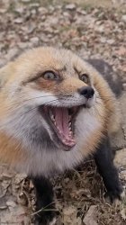 Idiot fox Meme Template