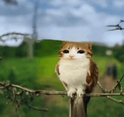 Cat owl Meme Template