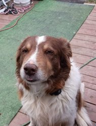 Good boy Meme Template