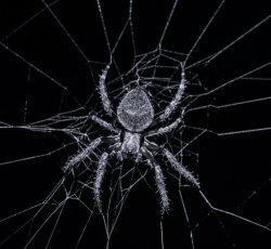 Orb Weaver. Meme Template