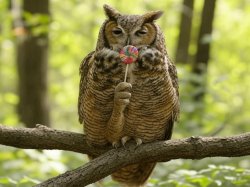 Owl Meme Template