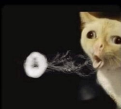 Funny cat Meme Template