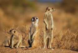 suricates Meme Template