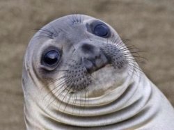 Awkward Moment Sealion Meme Template