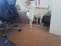 Labrador Retriever looking for something Meme Template