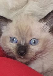 Retarded cat Meme Template