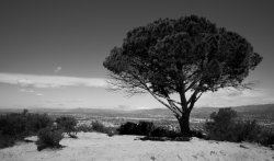 Wisdom Tree. Photo by Leah Berman. Meme Template