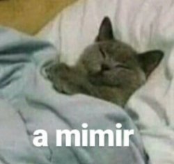 a Mimir cat Meme Template