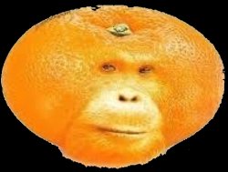 Orangeutang Meme Template