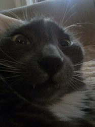 Kitty Meme Template