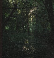 Clearing. Meme Template