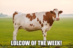 LOLCOW Meme Template