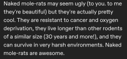 Rats. Meme Template