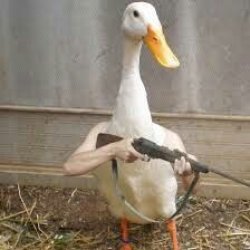 duck gun Meme Template