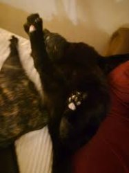 Puffers (ragers cat) Meme Template