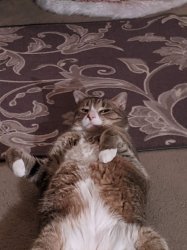 Tummy Rub Tabby Meme Template