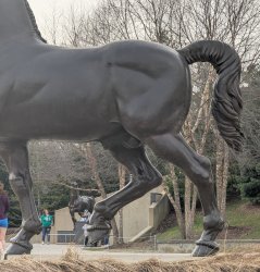 Horse's Ass Meme Template