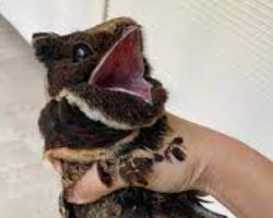 Screaming "Bird" Meme Template