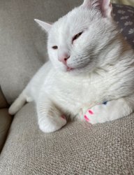 Pink nails blip Meme Template