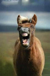Horse Meme Template