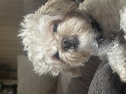 Camden Lambert Meme Template