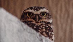 Owlet. Meme Template