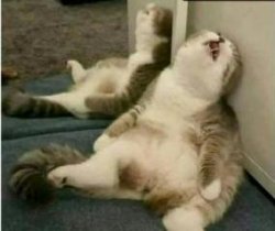 cat is stoned, or tired Meme Template