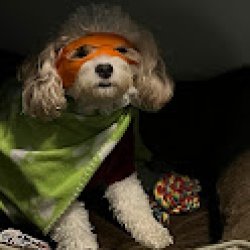 super pupy Meme Template