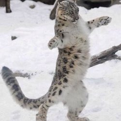 snow leopard Meme Template