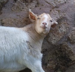 Goat Meme Template