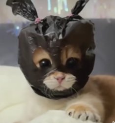 Cat ninja Meme Template