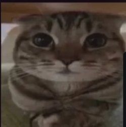 Chill cat Meme Template